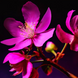 Спрей для волосся та тіла Rituals. The Ritual of Yozakura, 50 мл. 00720 фото 4