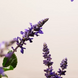 Набір "Day & Night 2-Step Skin Care Set" Rituals. The Ritual of Namaste 00950 фото 3