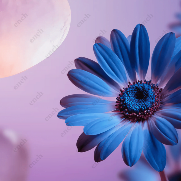 Набор "The Art of Dreaming" Rituals. The Dream Collection 00941 фото